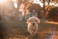 Dog GPS Tracker & Anti-Lost Collar Tag - Real Time Tracking Fit Island